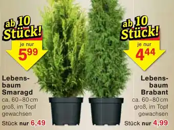 Wiglo Wunderland Lebensbaum Smaragd Angebot