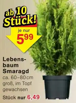 Wiglo Wunderland Lebensbaum Smaragd Angebot