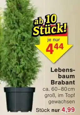 Wiglo Wunderland Lebensbaum Brabant Angebot
