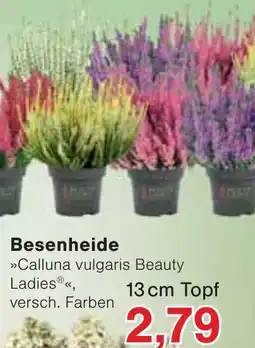 Wiglo Wunderland Calluna vulgaris Beauty Ladies® Angebot