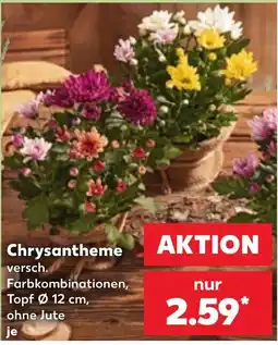 Kaufland Chrysantheme Angebot