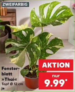 Kaufland Fensterblatt »Thai« Angebot