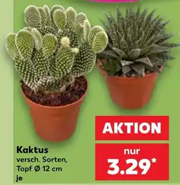 Kaufland Kaktus Angebot