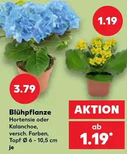 Kaufland Blühpflanze Hortensie oder Kalanchoe Angebot