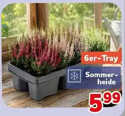 CENTERSHOP Sommer-heide Angebot