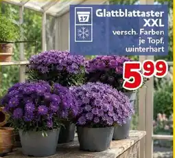 CENTERSHOP Glattblattaster XXL Angebot