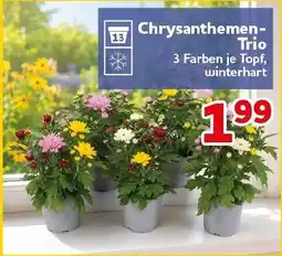 CENTERSHOP Chrysanthemen-Trio Angebot