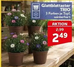 CENTERSHOP Glattblattaster TRIO Angebot