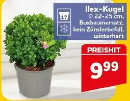 CENTERSHOP Ilex-Kugel Angebot