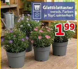 CENTERSHOP Glattblattaster Angebot