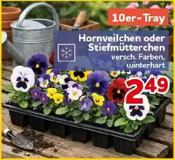 CENTERSHOP Hornveilchen oder Stiefmütterchen Angebot