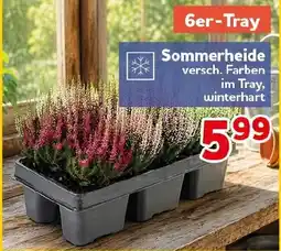 CENTERSHOP Sommerheide Angebot