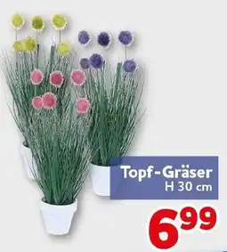 CENTERSHOP Topf-Gräser Angebot