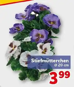 CENTERSHOP Stiefmütterchen Angebot