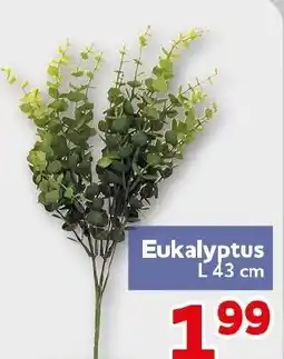 CENTERSHOP Eukalyptus Angebot