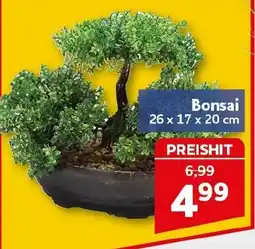 CENTERSHOP Bonsai Angebot