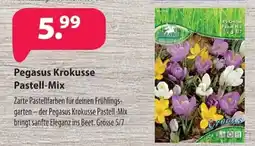 Kiebitzmarkt Pegasus Krokusse Pastell-Mix Angebot