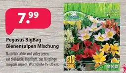 Kiebitzmarkt Pegasus BigBag Bienentulpen Mischung Angebot