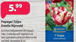 Kiebitzmarkt Papagei Tulpe Estella Rijnveld Angebot