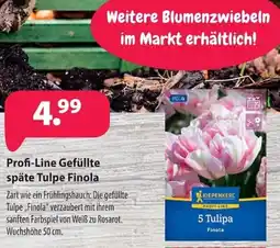 Kiebitzmarkt Profi-Line Gefüllte späte Tulpe Finola Angebot