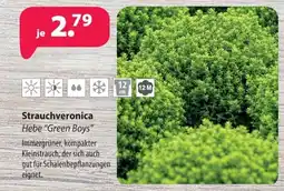Kiebitzmarkt Strauchveronica Angebot