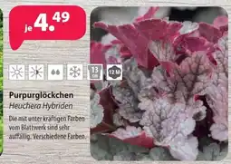 Kiebitzmarkt Purpurglöckchen Angebot
