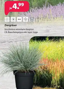 Kiebitzmarkt Ziergräser Angebot