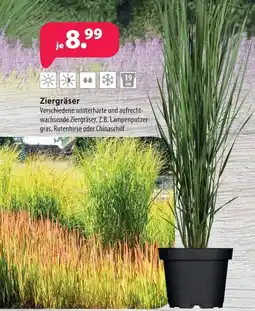 Kiebitzmarkt Ziergräser Angebot