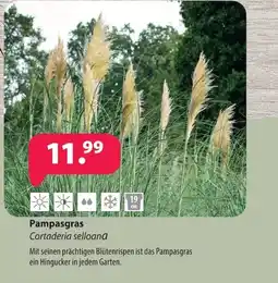 Kiebitzmarkt Pampasgras Cortaderia selloana Angebot