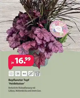 Kiebitzmarkt Bepflanzter Topf 'Heidekaiser' Angebot