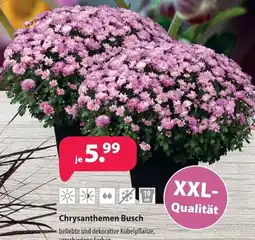 Kiebitzmarkt Chrysanthemen Busch Angebot