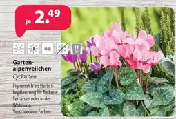 Kiebitzmarkt Garten-alpenveilchen Cyclamen Angebot