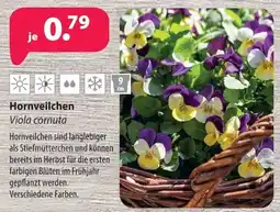 Kiebitzmarkt Hornveilchen Viola cornuta Angebot