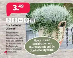 Kiebitzmarkt Stacheldraht "Kombi" Angebot
