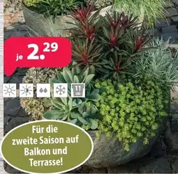 Kiebitzmarkt Sukkulenten-Set Angebot