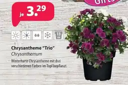 Kiebitzmarkt Chrysantheme "Trio" Chrysanthemum Angebot