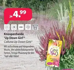 Kiebitzmarkt Knospenheide 'Up Down Girl'® Calluna Up Down Girls® Angebot