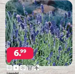 Kiebitzmarkt Lavendel Angebot