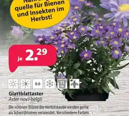 Kiebitzmarkt Glattblattaster Aster novi-belgii Angebot