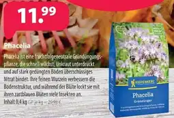 Kiebitzmarkt KIEPENKERL Phacelia Angebot
