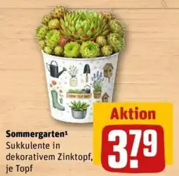 REWE Sommergarten Sukkulente in dekorativem Zinktopf Angebot