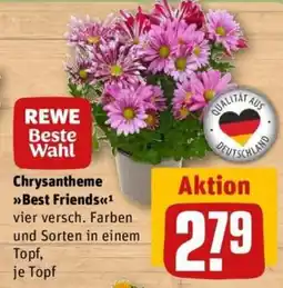 REWE Chrysantheme »Best Friends« Angebot