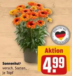 REWE Sonnenhut Angebot