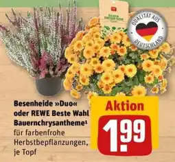 REWE Besenheide »Duo« oder REWE Beste Wahl Bauernchrysantheme Angebot