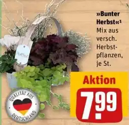 REWE »Bunter Herbst« Mix aus versch. Herbstpflanzen Angebot