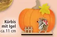 Norma Kürbis mit Igel Angebot