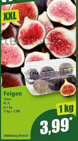 Norma Feigen Angebot