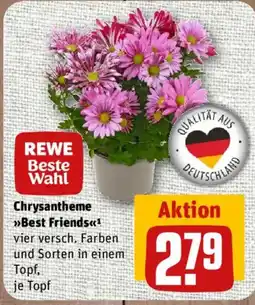 nahkauf Chrysantheme »Best Friends« Angebot