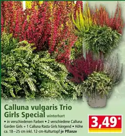 Norma Calluna vulgaris Trio Girls Special Angebot