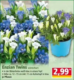 Norma Enzian Twins Angebot